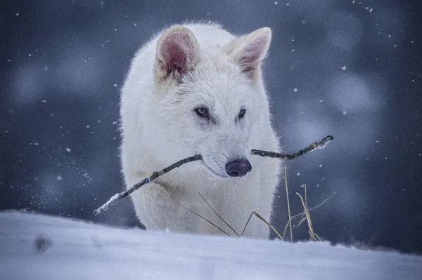 Avatar of TheSnowWolf