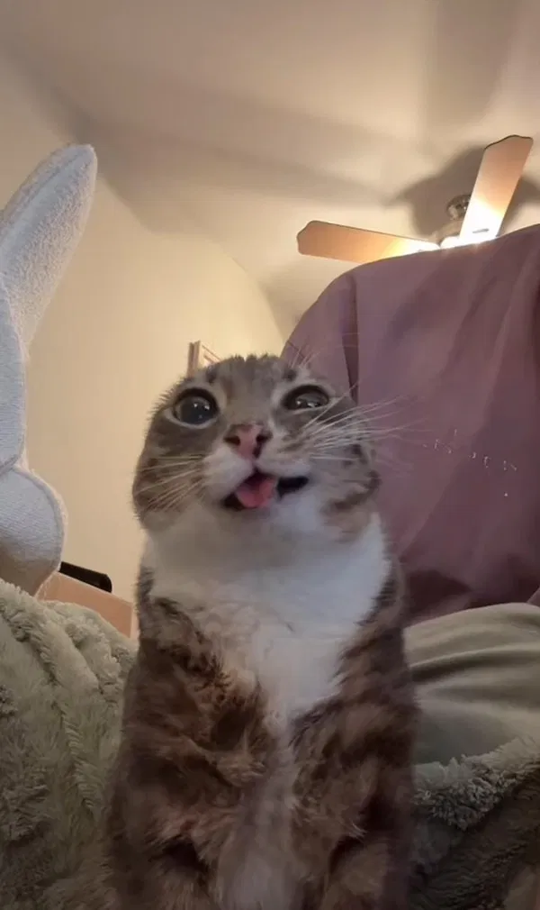 Avatar of Miyaaaww