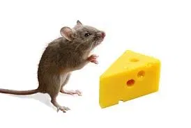 Avatar of CheddarDaMouse