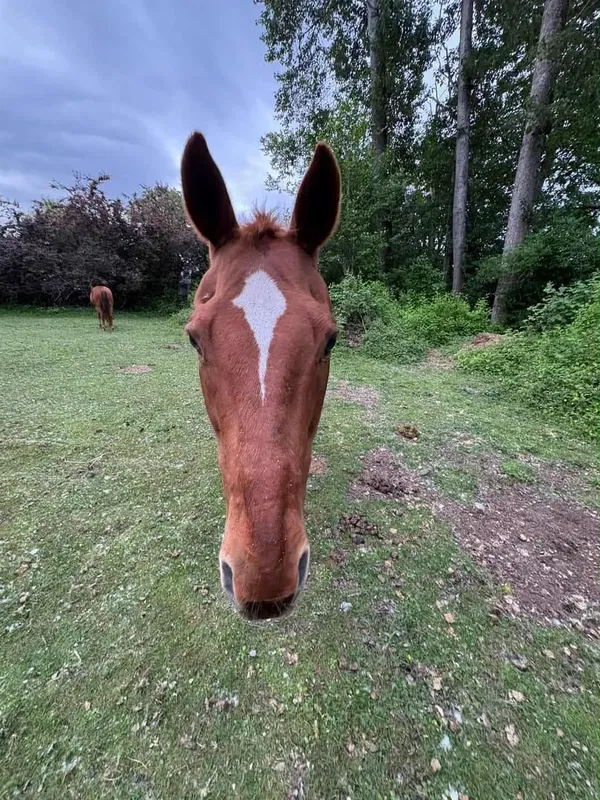 Avatar of EVIL horse