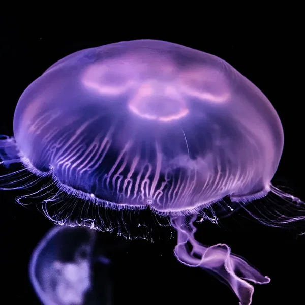 Avatar of Jellymoon99
