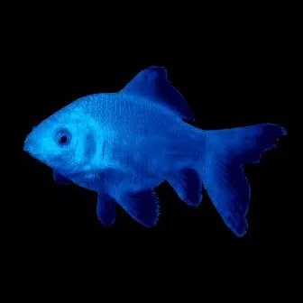 Avatar of Crypteque