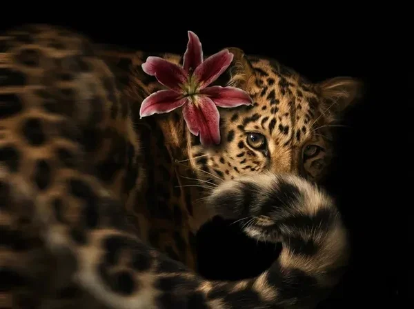 Avatar of croissantkitty