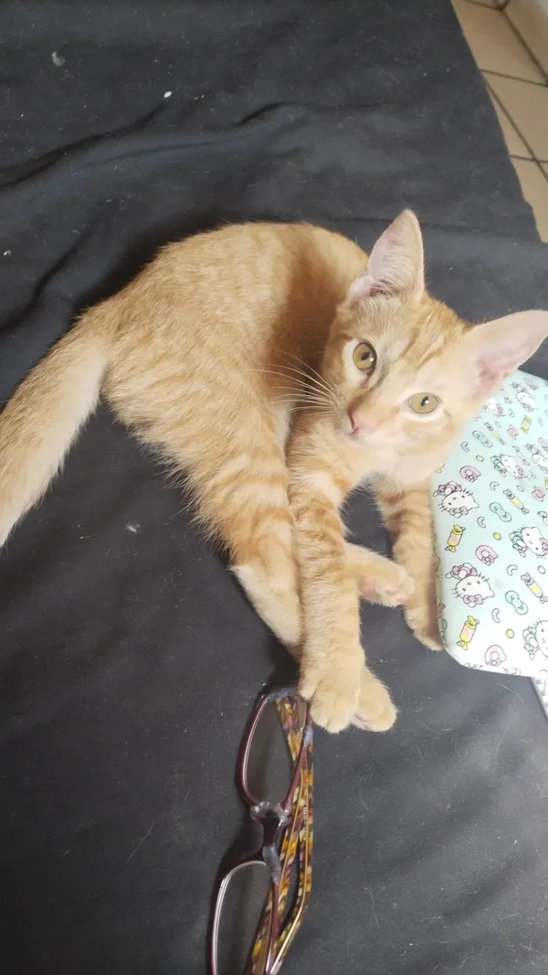 Avatar of Coco the cat
