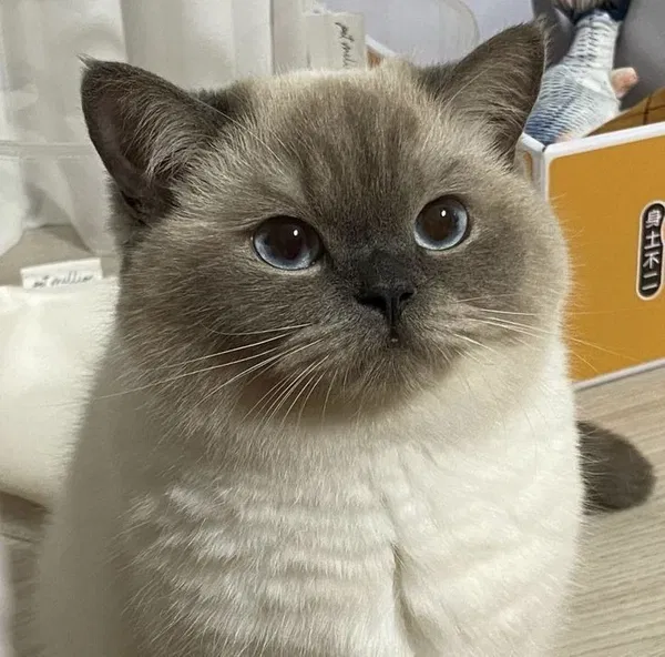 Avatar of sweet butter