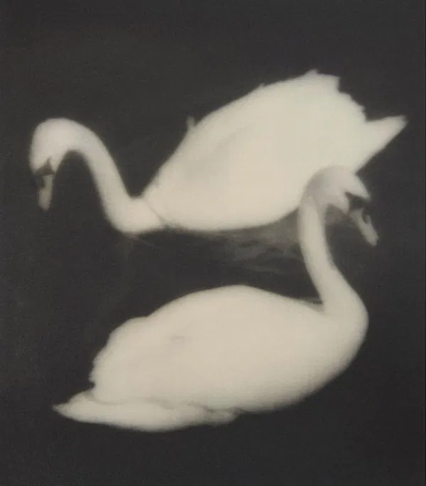 Avatar of ivorywinged