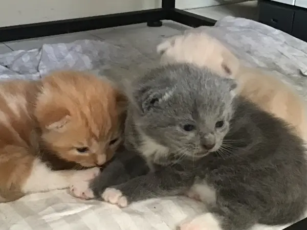 Avatar of Yuki Ryhinna