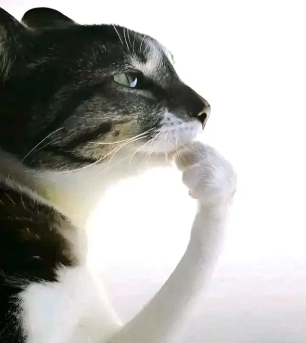 Avatar of CatnessLuke