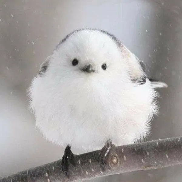 Avatar of Ricebird