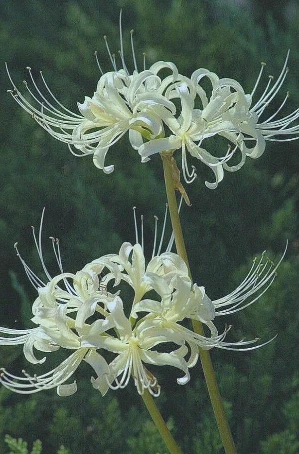 Avatar of softsilk