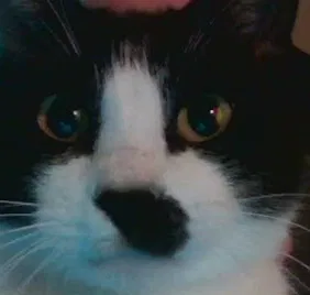 Avatar of Certified Catdad