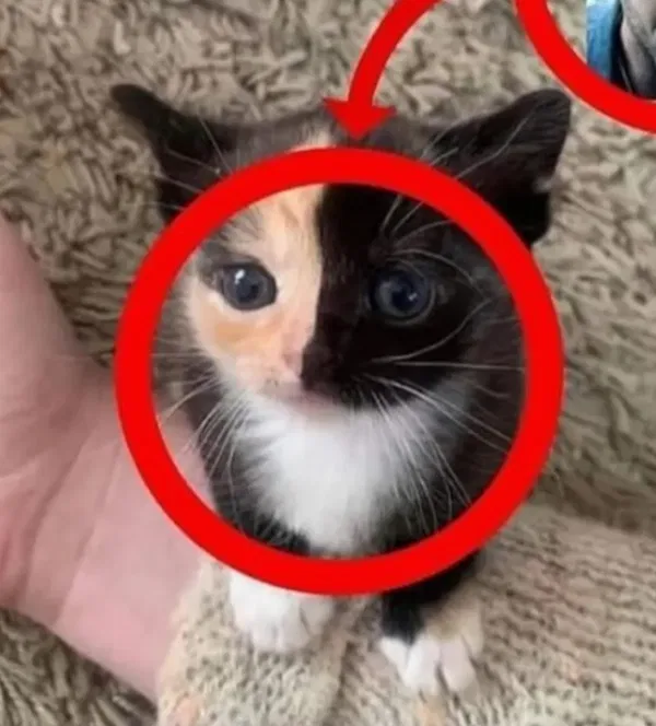 Avatar of Kittykatbeans13