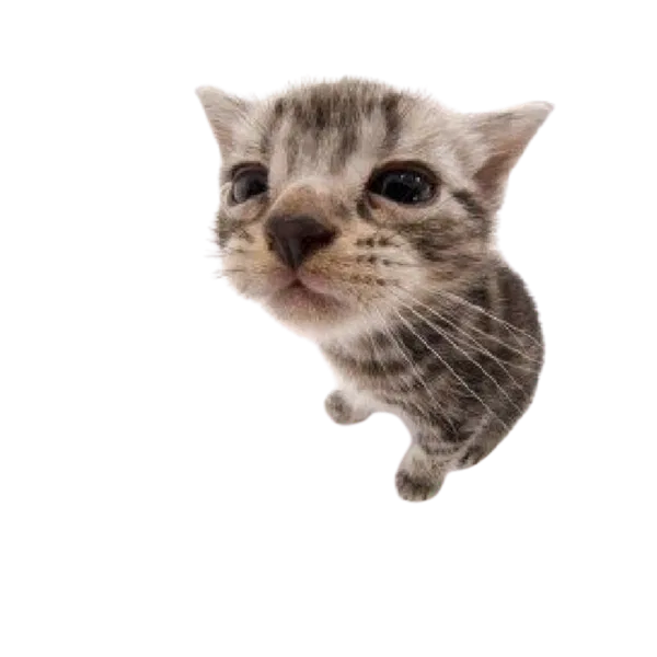Avatar of molc