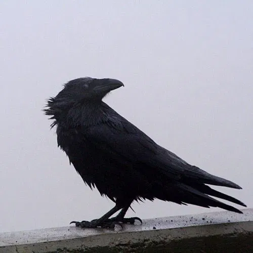 Avatar of Regulus A. Black | Harry Potter