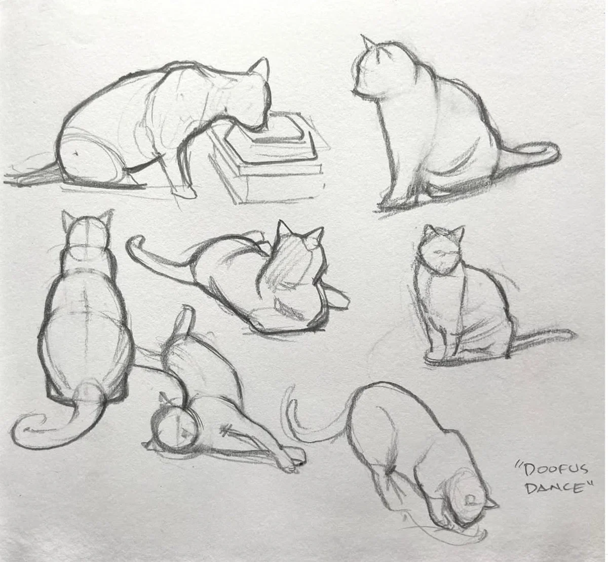 Avatar of Stray Cat on the roadside