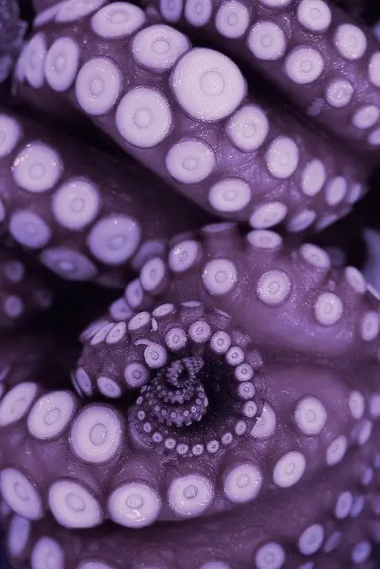 Avatar of 🌺~Tentacles~🌺
