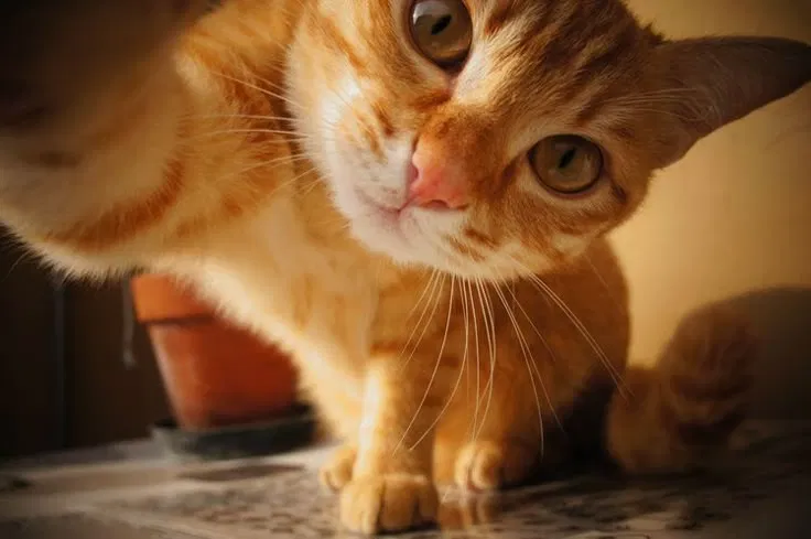 Avatar of Cat