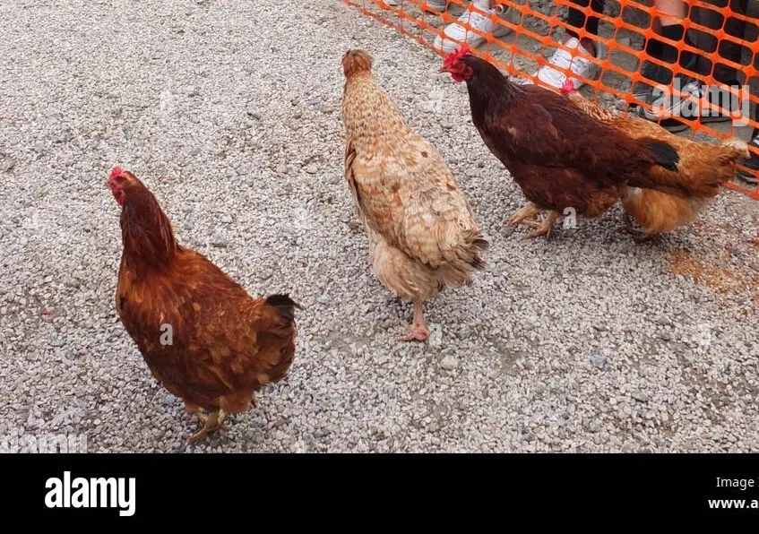 Avatar of Chicken Racing