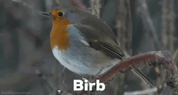Avatar of Birb