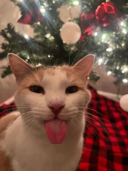 Avatar of MERRY CHRISTMAS