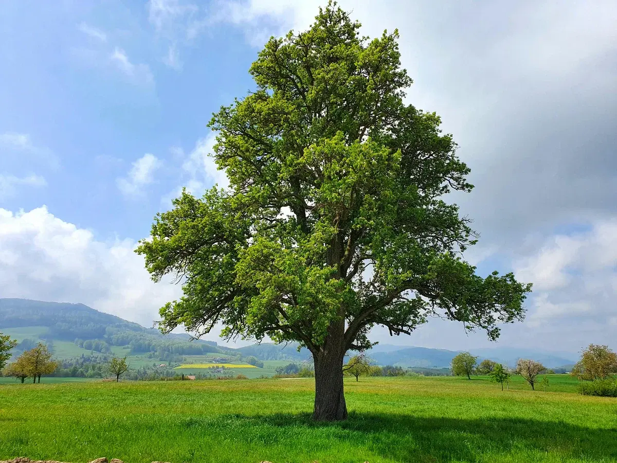 Avatar of tree