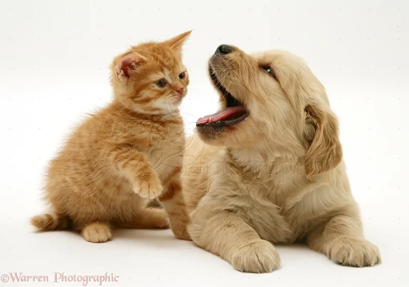Avatar of Baby Ginger Cat and Golden Retriever - 19th Bot