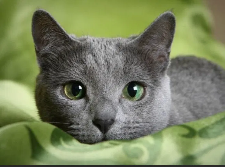 Avatar of whiskers