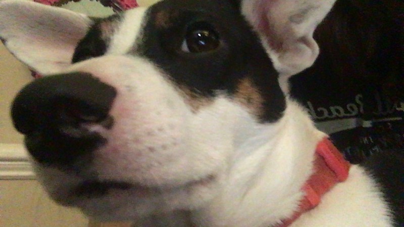 Avatar of Boof