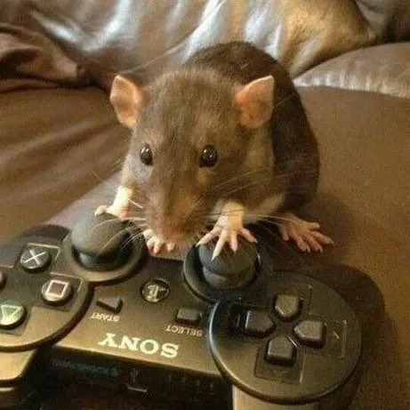 Avatar of The rat in ur basement
