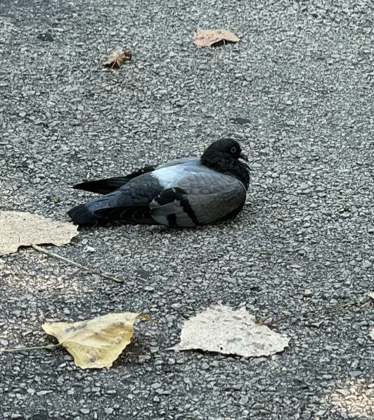 Avatar of Pigeon 
