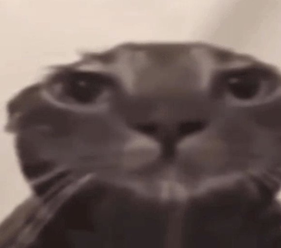 Avatar of catto