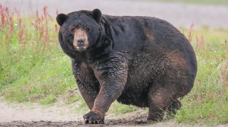 Avatar of Bear