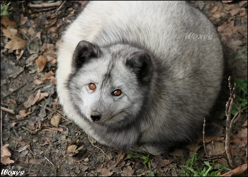 Avatar of The almighty round floofy fox
