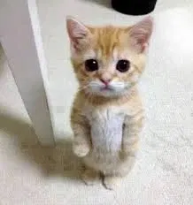 Avatar of Skyler the cat