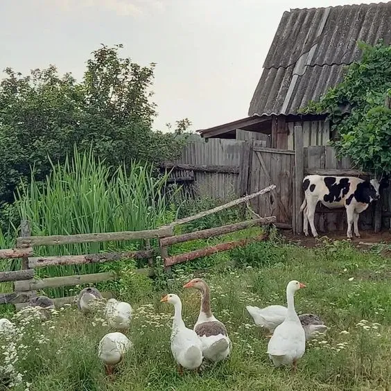 Avatar of Farmhouse | Aspen Hollow