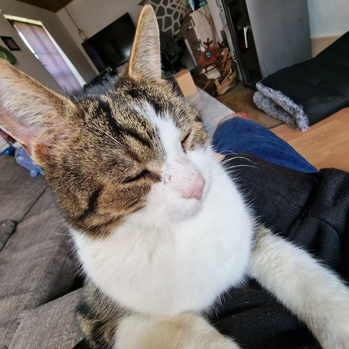 Avatar of Tobi (Cat)