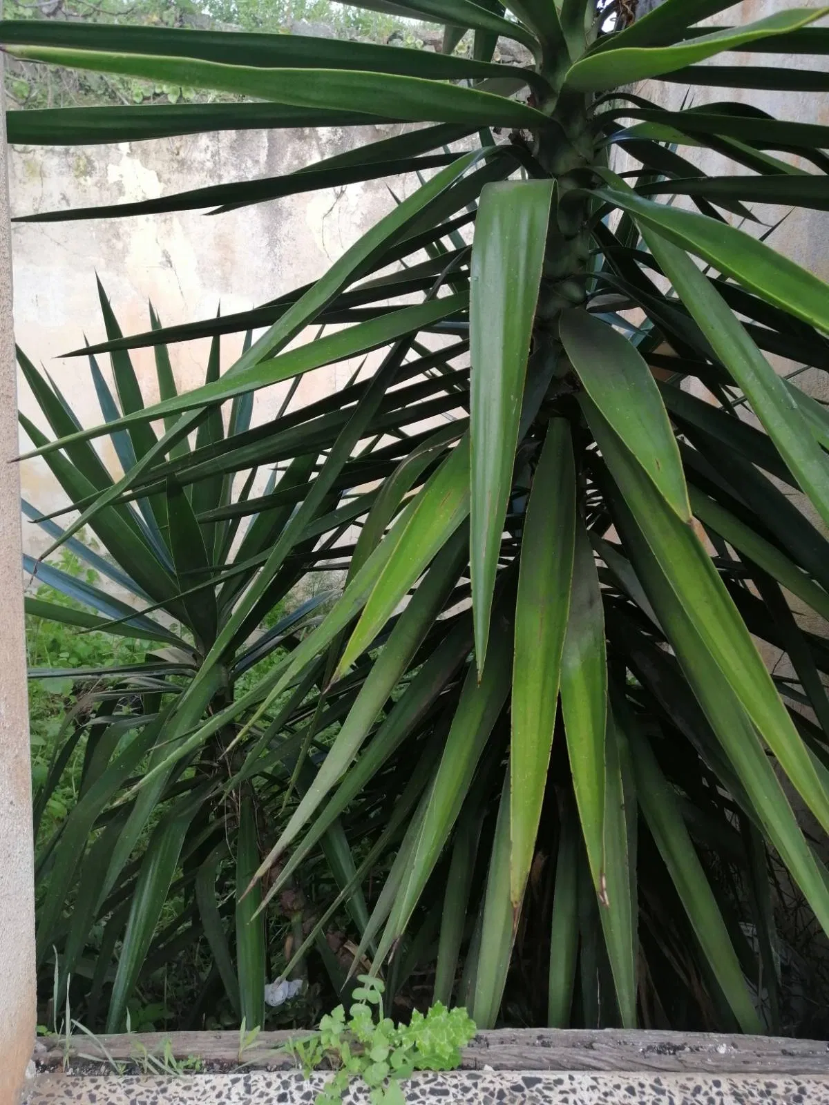 Avatar of Plant