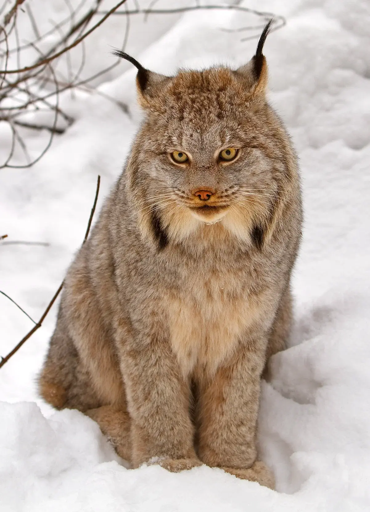 Avatar of The Canada lynx (Lynx Canadensis) : An encounter with a canda lynx while you're stargazing in western canda