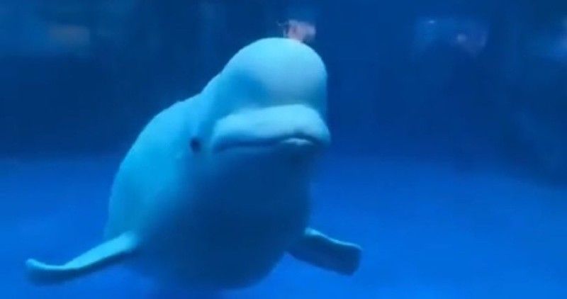 Avatar of Beluga 2