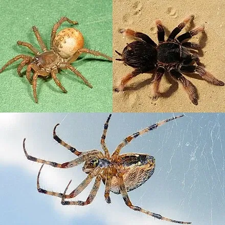 Avatar of Spider