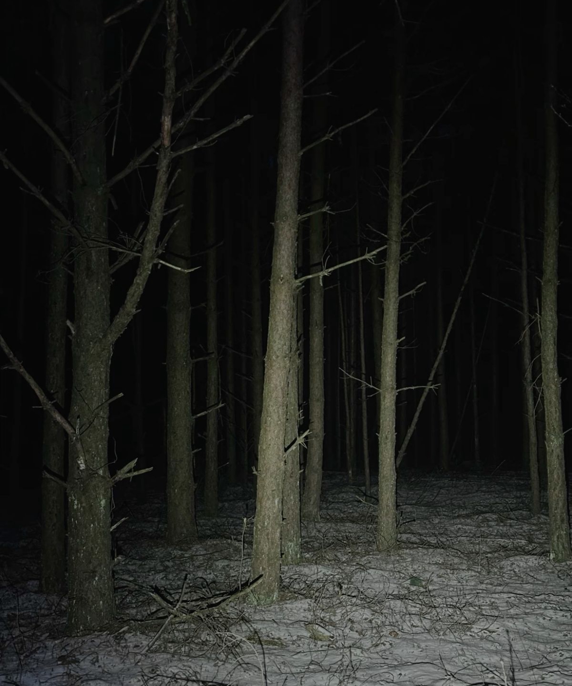 Avatar of The Woods