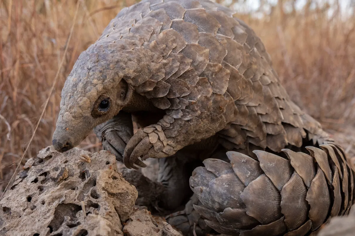 Avatar of A Pangolin