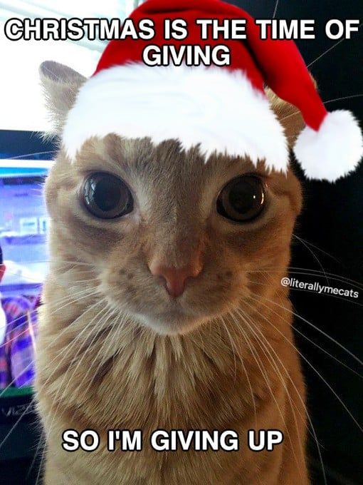 Avatar of crimas cat