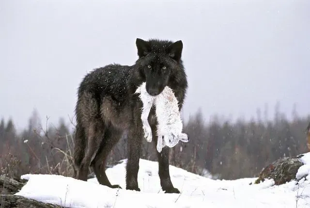 Avatar of Reincarnated as wolf