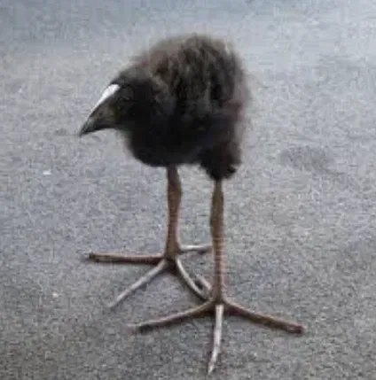 Avatar of THE bird