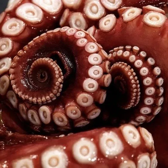 Avatar of tentacle