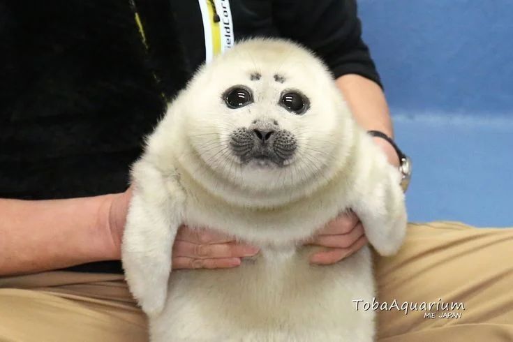 Avatar of Seal  
