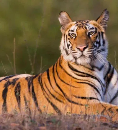 Avatar of Tiger