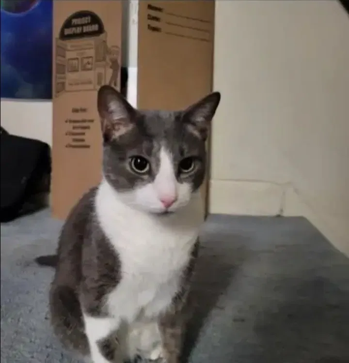 Avatar of judgemental cat