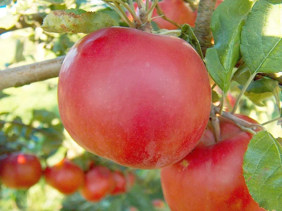 Avatar of Big Red MacIntosh